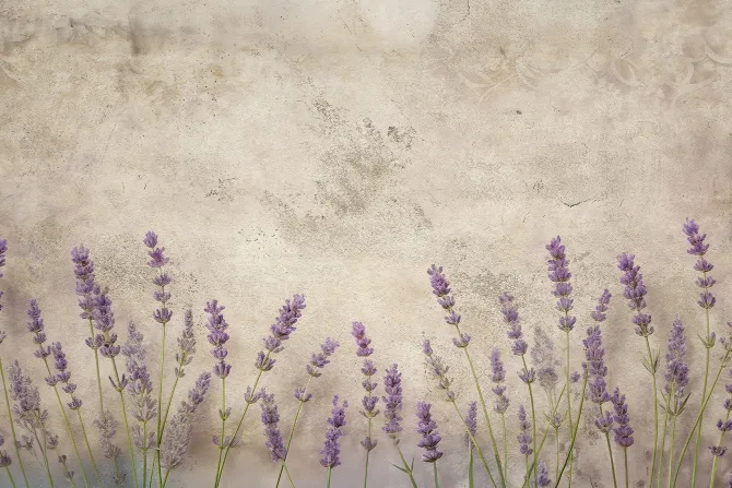 Fototapeta: Lawenda na beżowym betonie