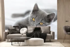 Fototapeta: Leżący kot brytyjski