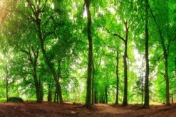 Fototapeta: Leśny krajobraz w słoneczny dzień