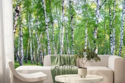 Fototapeta: Letni brzozowy las z promieniami słońca