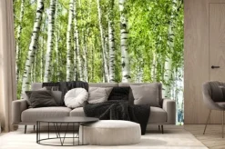 Fototapeta: Letnia zieleń w brzozowym gaju natury