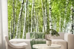 Fototapeta: Letnia zieleń w brzozowym gaju natury