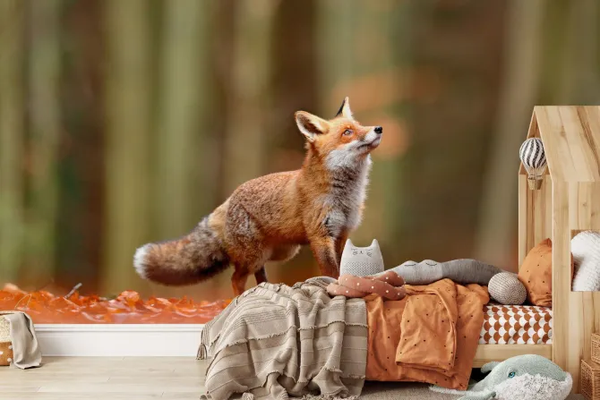 Fototapeta: Lis na polanie na tle lasu