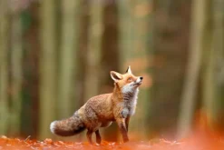 Fototapeta: Lis na polanie na tle lasu