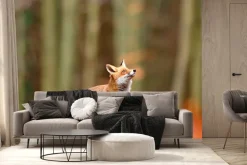 Fototapeta: Lis na polanie na tle lasu