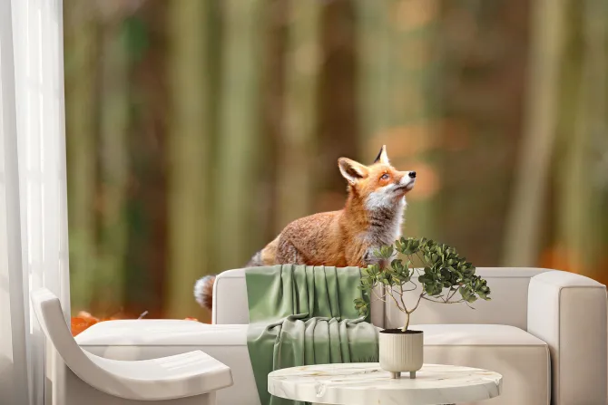 Fototapeta: Lis na polanie na tle lasu