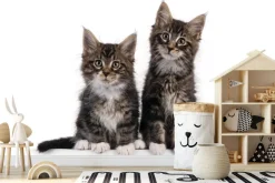 Fototapeta: Małe puszyste koty na białym tle