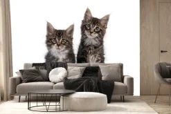 Fototapeta: Małe puszyste koty na białym tle