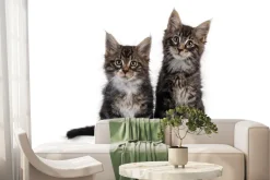 Fototapeta: Małe puszyste koty na białym tle