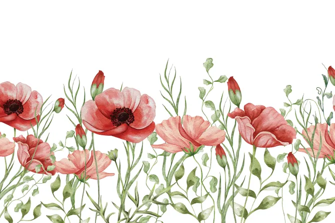 Fototapeta: Maki w stylu akwareli na białym tle