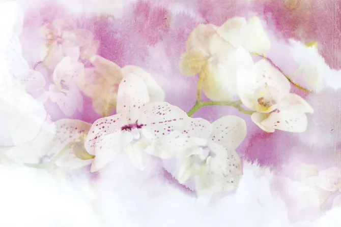 Fototapeta: Malowane kwiaty storczyków