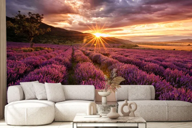 Fototapeta: Malowniczy krajobraz z lawendą o zachodzie słońca