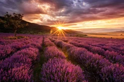 Fototapeta: Malowniczy krajobraz z lawendą o zachodzie słońca