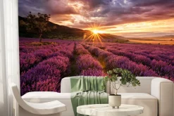 Fototapeta: Malowniczy krajobraz z lawendą o zachodzie słońca