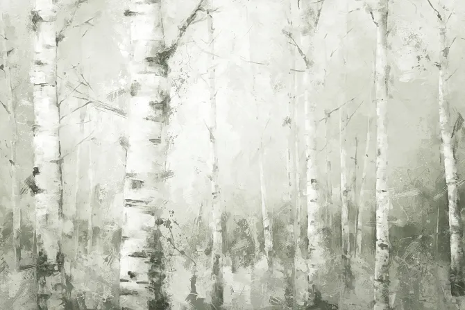 Fototapeta: Malowniczy krajobraz lasu brzozowego