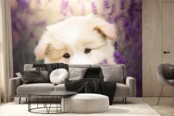 Fototapeta: Mały biały pies wśród pola lawendy