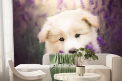 Fototapeta: Mały biały pies wśród pola lawendy