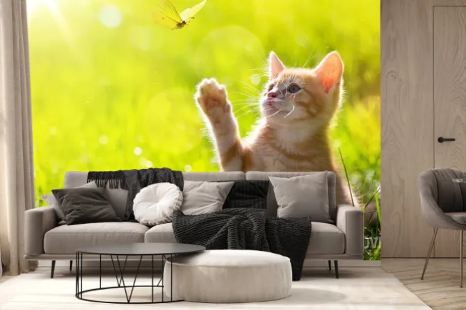 Fototapeta: Mały kotek z motylem na słonecznej łące