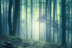 Fototapeta: Mglisty krajobraz las o poranku