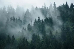 Fototapeta: Mglisty krajobraz lasu w stylu retro