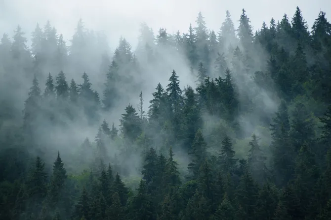 Fototapeta: Mglisty krajobraz lasu w stylu retro