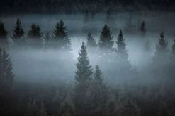 Fototapeta: Mglisty krajobraz las iglasty