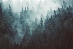 Fototapeta: Mglisty las jodłowy w klimacie retro vintage