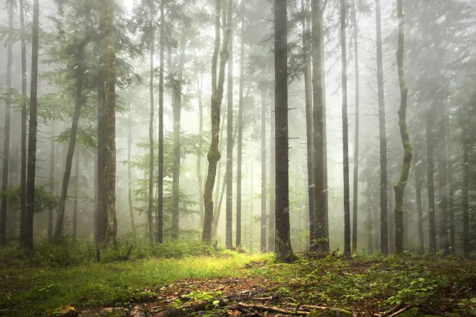 Fototapeta: Mglisty las w deszczowym krajobrazie
