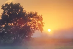 Fototapeta: Mglisty poranek przy zachodzie słońca