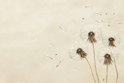 Fototapeta: Mniszki lekarskie z nasionami powiewającymi na wietrze