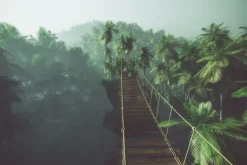 Fototapeta: Most linowy w mglistej dżungli z palmami