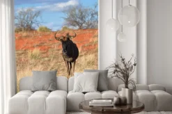 Fototapeta: Niebieski gnu antylopy