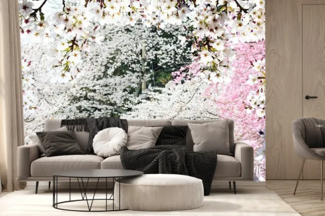 Fototapeta: Obraz piękny sakura seasnon w kyoto, japonia