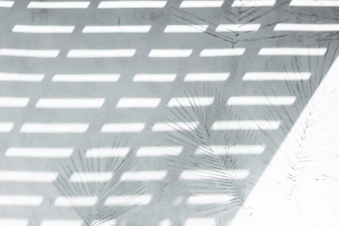 Fototapeta: Odbicie palm na białym tle z cieniem