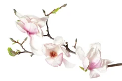 Fototapeta: Łodyga storczyka z białymi kwiatami