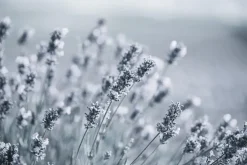 Fototapeta: Oszronione kwiaty lawendy