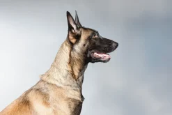 Fototapeta: Owczarek belgijski portret na szarym tle fotografia