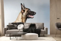 Fototapeta: Owczarek belgijski portret na szarym tle fotografia