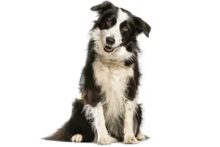 Fototapeta: Pies border collie na białym tle