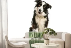 Fototapeta: Pies border collie na białym tle