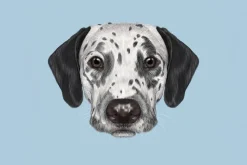 Fototapeta: Pies dalmatyńczyk na niebieskim tle