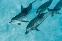 Fototapeta: Piękne delfiny pływające w morzu