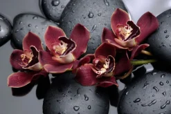 Fototapeta: Piękne storczyki na czarnych kamieniach