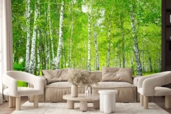Fototapeta: Piękny krajobraz drzewa w lesie brzozowym