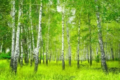 Fototapeta: Piękny krajobraz drzewa w lesie brzozowym