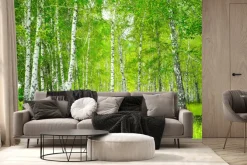 Fototapeta: Piękny krajobraz drzewa w lesie brzozowym