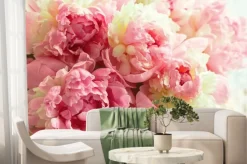 Fototapeta: Pąki różowych piwonii duże kwiaty