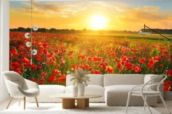 Fototapeta: Pole maków o wschodzie słońca letni krajobraz