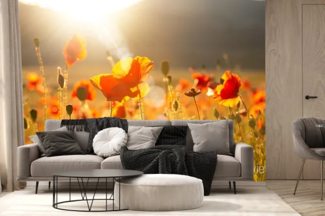 Fototapeta: Poppies and other summer wild flowers field in sunlight