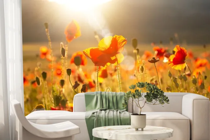 Fototapeta: Poppies and other summer wild flowers field in sunlight
